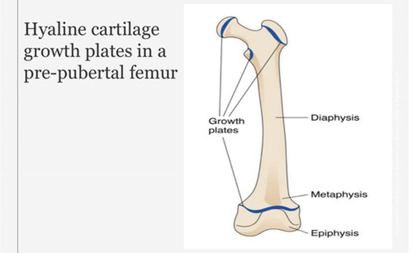 <p>Growth plates</p>