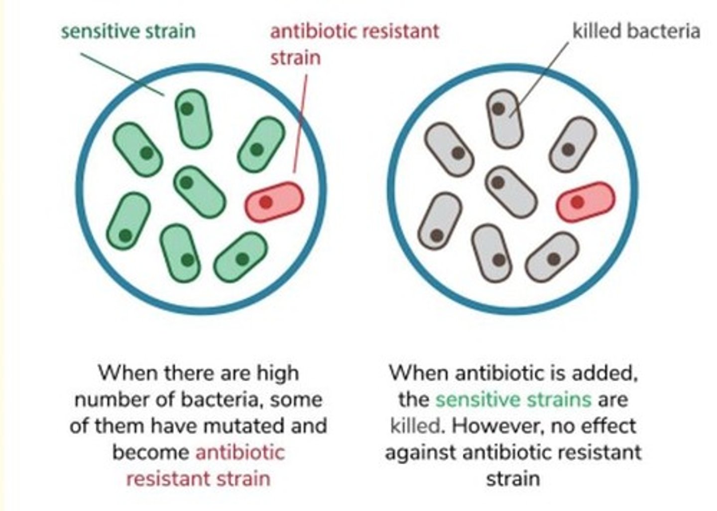 <p>Mutations are random and can be located anywhere in the DNA. If the mutation gives the bacterium an advantage in a specific environment, this bacterium will thrive and grow better.</p><p>Antibiotic pressure selects for bacteria that have heightened mutation rate. This increased mutation rate is typically conferred by alterations in genes that constitute the mismatch repair system (MMR) (mutS, mutL, mutH, mutT, mutY, mutM, and uvrD).</p><p>Mutations in the MMR system also increases the prevalence of genetic recombination, providing diversity to antibiotic resistance mechanisms.</p>