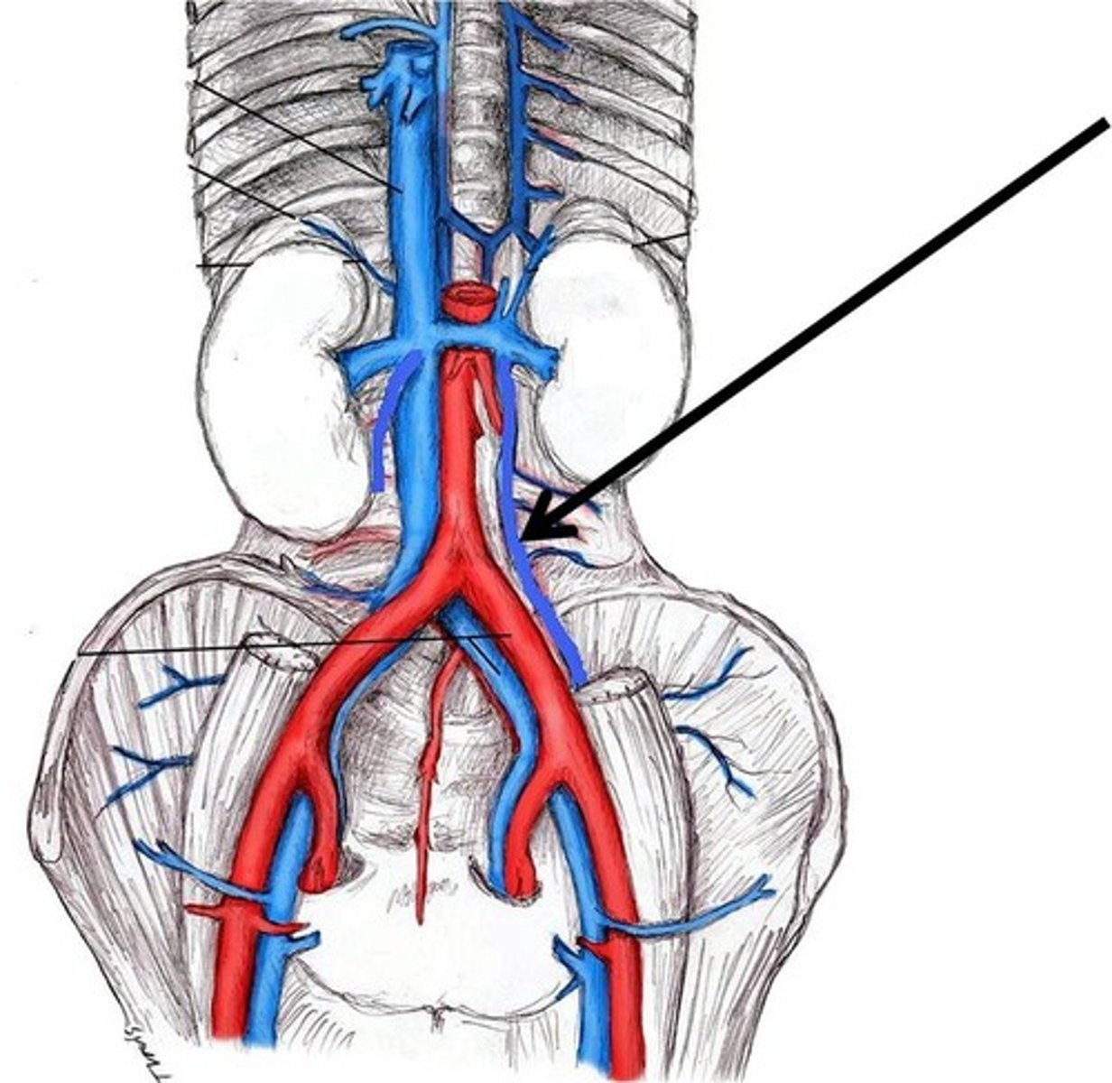 <p>right drains into renal vein, left drains directly into inferior vena cava</p>