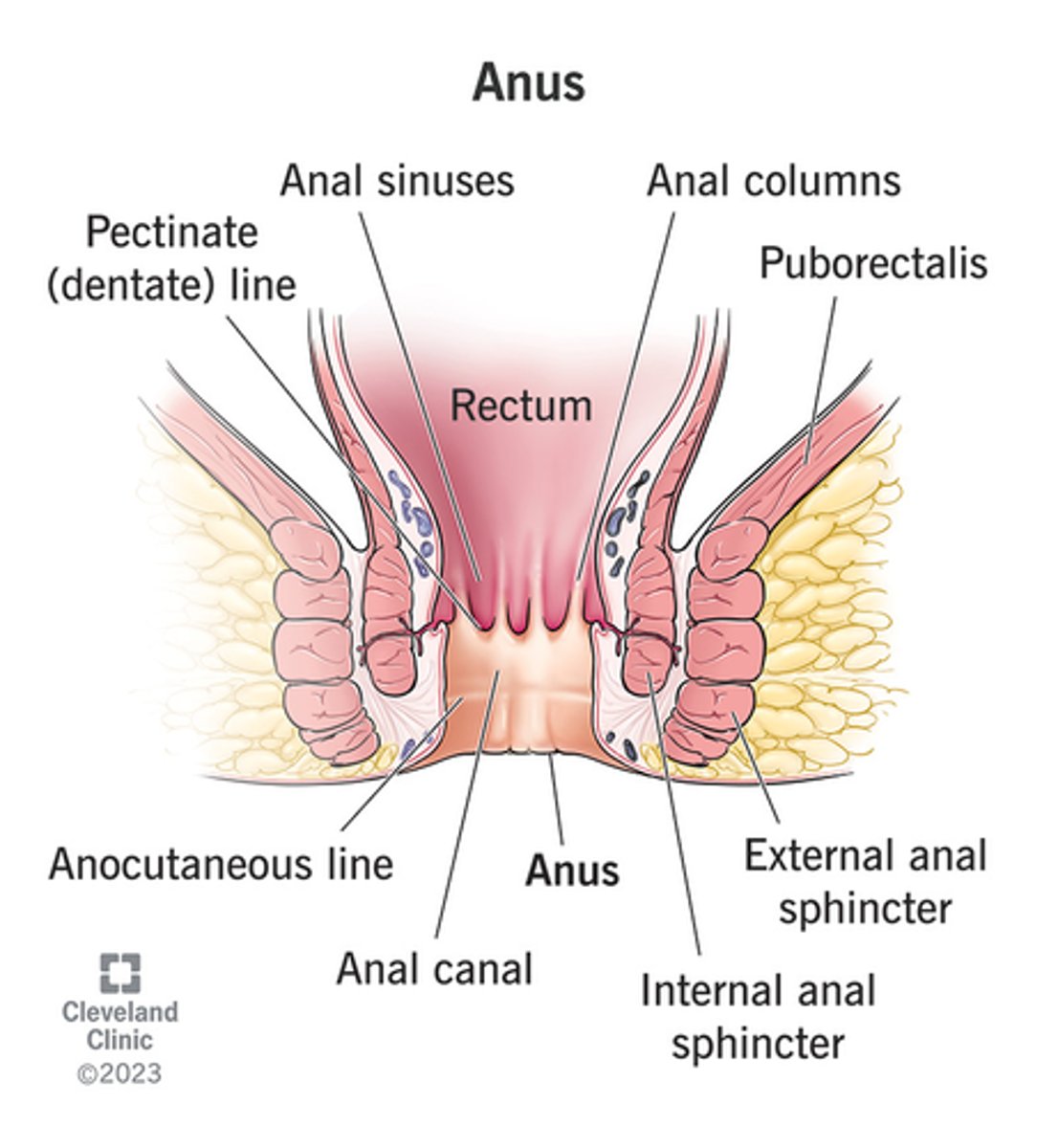 <p>Depressions</p><p>- Darker areas between the anal columns</p>