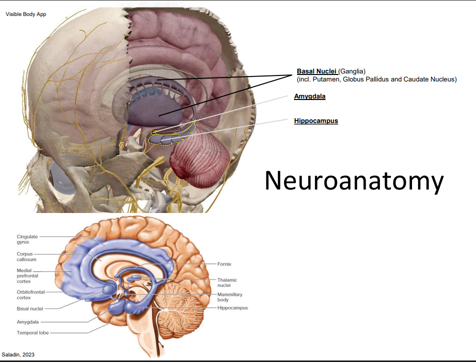 <p>- the mammilian brain for: emotions, memories, habits, attachments</p><p>- if we go back down our longitudinal fissure that separates the hemispheres, we have this cingulate gyrus</p><p>- thats at the base of the longitudinal tissue on the left and right hand sides</p><p>- so we have this little gyrus at the bottom</p>