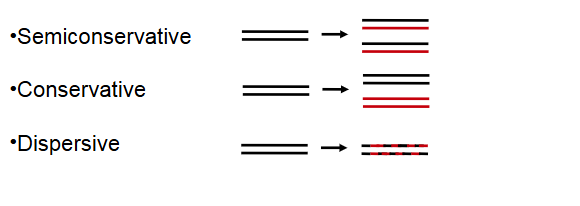 <p><strong>Three possible modes of replication hypothesized based on Watson and Crick’s model:</strong></p><ul><li><p><strong>Semiconservative (one strand transfered to next gen)</strong></p></li><li><p><strong>Conservative (uses the model to make another dna)</strong></p></li><li><p>Dispersive</p><ul><li><p>Molecuecule broken into pieces and then randoomely inserted into 2 molecules (intertwined)<br></p></li></ul></li></ul><p></p>