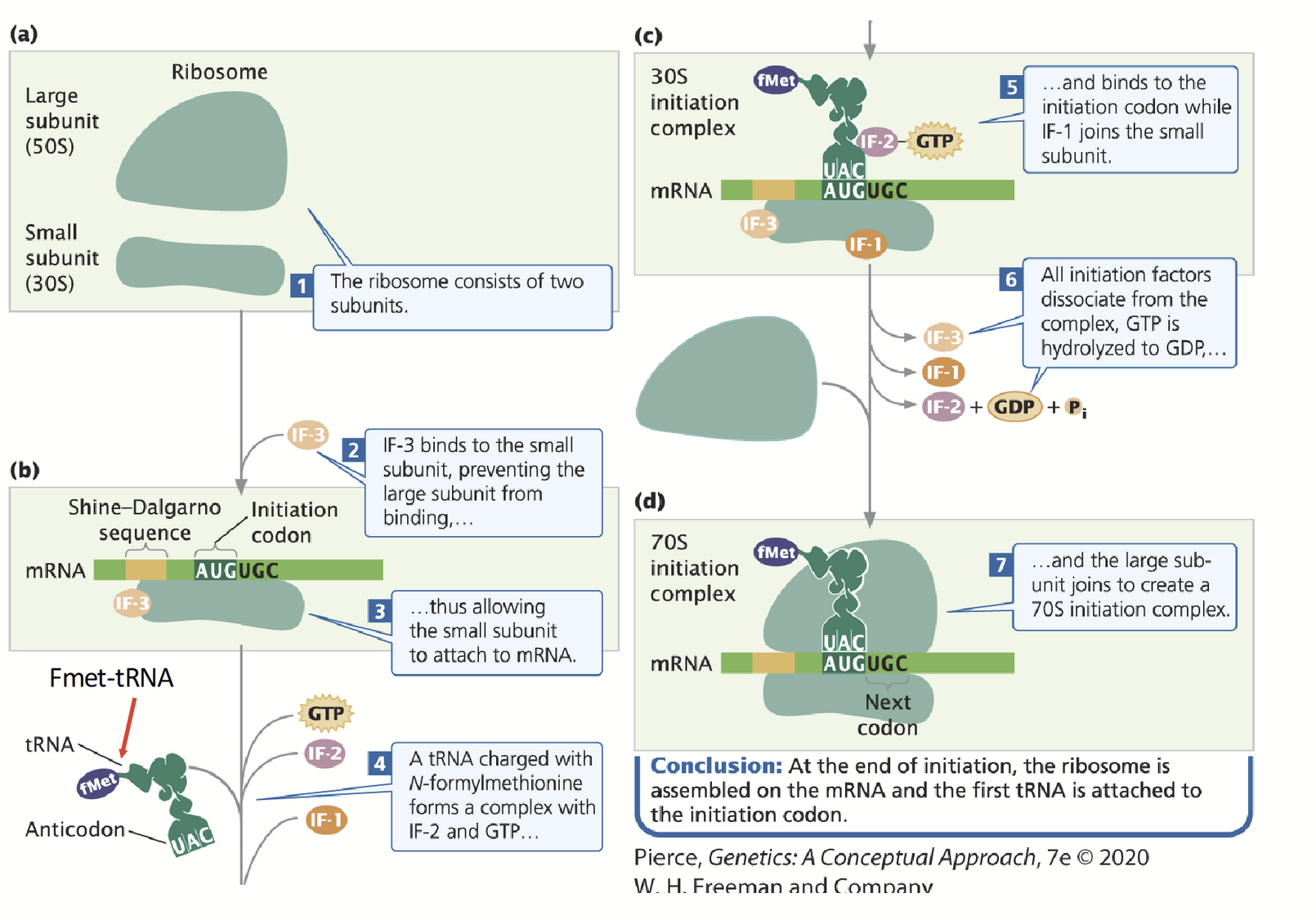 <p>mRNA, large and small ribosomal subunits, initiation factors (IF-3) and GTP are all required to form the initiation complex.</p><p>16S rRNA is a component of the 30S small ribosomal subunit and contains the complement to the Shine-Dalgarno (AGGAGG) sequence in the mRNA.</p><p>Pairing between the two sequences positions the ribosome near the AUG start codon.</p><p>IF-3 is required to inhibit large (50S) subunit from binding small (30S) subunit.</p><p>IF-1 and IF-2 position formylated (f)Met-tRNA over the start codon.</p><p>fMet-tRNA + 30S ribosome + IF2-GTP + IF-3 + IF-1 = 30S initiation complex.</p><p>GTP is hydrolyzed to GDP and the remaining IF factors dissociate. IF-3 dissociates, allowing the large 50S ribosomal unit to bind.</p><p>Complete complex = 70S initiation complex.</p>