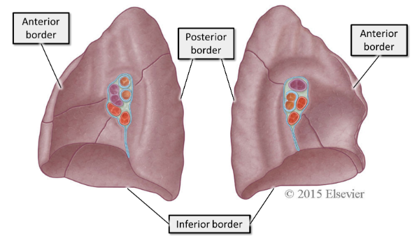 <ul><li><p><strong>1. Inferior - </strong>separates the base from the costal surface&nbsp;</p></li><li><p><strong>2. Anterior - </strong>separates costal surface from mediastinal surface. The anterior border of the right lung is relatively straight, whereas the anterior border of the left lung has a deep cardiac notch.</p></li><li><p><strong>3. Posterior -</strong> separates costal surface from mediastinal surface. The other two borders are sharp, but the posterior border is smooth and rounded&nbsp;</p></li></ul>