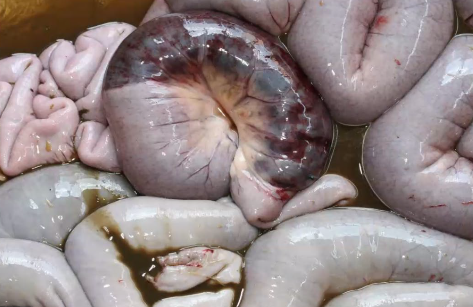 <p>Dairy cow. What is the etiology?</p><p>A-Idiopathic</p><p>B-Salmonella Typhimurium</p><p>C-Clostridium perfringens</p><p>D-Lawsonia intracellularis</p>