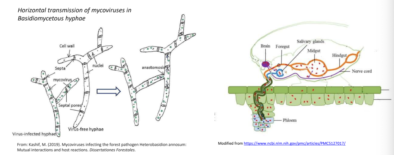 <ul><li><p><strong>Fungal and yeast viruses</strong> bc they <u>don’t have an extracellular phase</u> and are just vertically/horizontally passed on from one fungal cell to another</p></li><li><p><strong>Plant viruses </strong>bc they enter via <u>cell wall damage by arthropod vectors</u></p></li></ul><p></p>