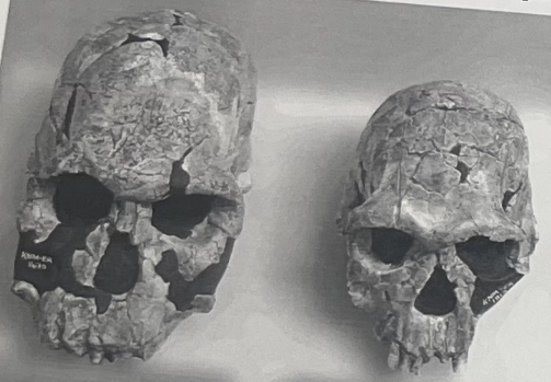 <ol><li><p>If you were a lumper, then these two skulls would belong to which taxa?</p></li><li><p>If you were a splitter, then these two skulls would belong to which taxa?</p></li></ol><p></p>