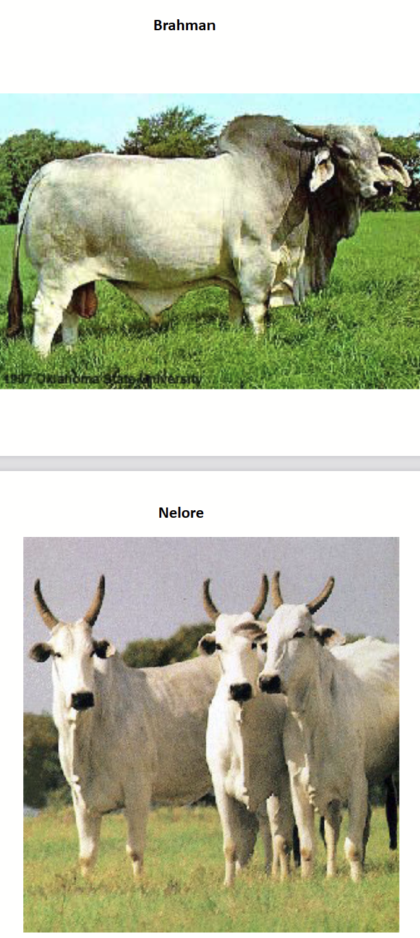 <p>Humped cattle. Tropical origin. Heat tolerant, genetic resistance to ticks. More popular is the Southern USA.</p><p>Light/white hide to reflect sun, dark eyes and noses for UV resistance.</p><p>e.g. Brahman, Nellore (popular in Brazil)</p>