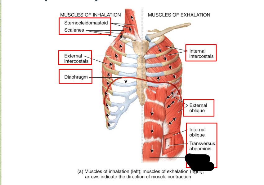 <p>What <strong>Respiratory</strong> <strong>Muscle?</strong></p>