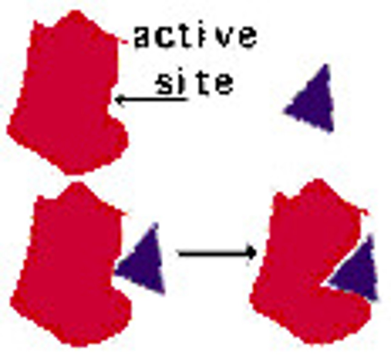 <p>Where the substrate fits and reaction take place</p>