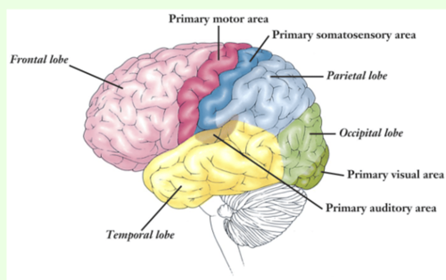 <p>includes primary visual cortex (posterior part of occipital lobe), which receives visual information from the opposite visual field; responsible for visual perception, including color, form and motion</p>