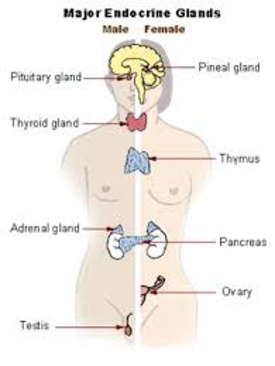 <p>glands that control many of the body's activities by producing hormones</p><p>- affects metabolism, growth, water/electrolyte balance, reproduction, and behavior</p>