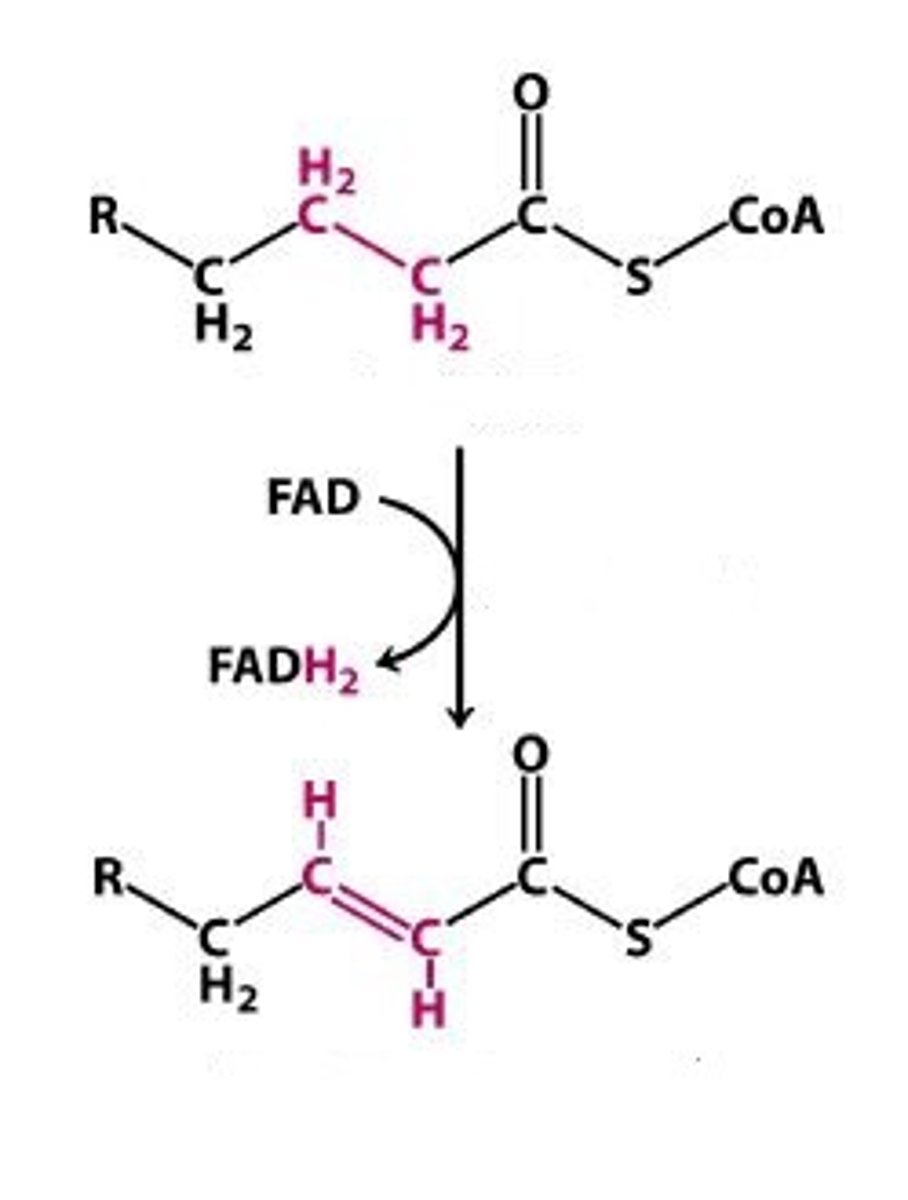 <p>Dehydrogenation: C-H bonds into C=C bond</p><p>FAD to FADH2</p><p>Enzyme: Fatty Acyl-CoA dehydrogenases</p>