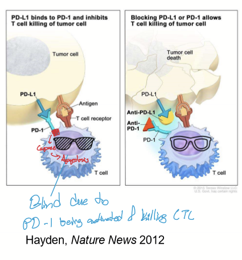 <p>Immunotherapy: PD-1 blockade: Pembrolizimab (keytruda). PD-1 Ligand interacts with CTL, causing it to undergo apoptosis. Pembrolizumab binds to PD1 or PD1-L and inhibits interaction with CTLs. CTLs do not apoptose and kill melanoma. </p>