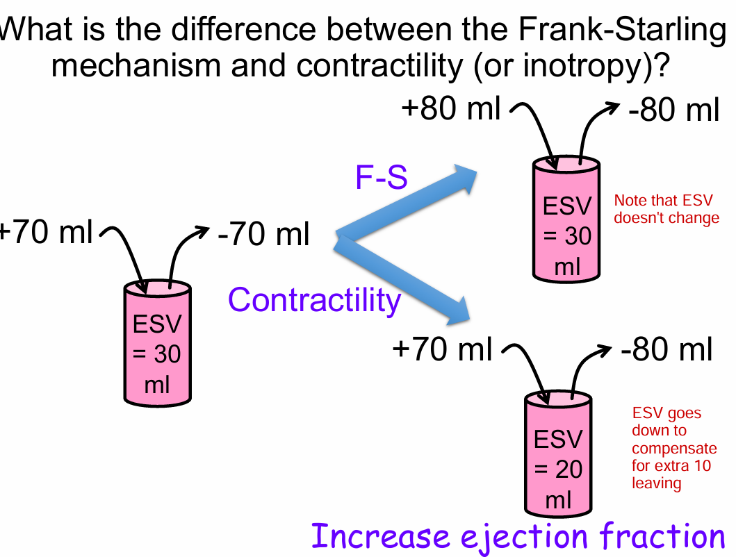 <p>Frank-Starling mechanism - An increase in preload causes the heart to contract more forcefully and squeeze out that ‘extra blood’</p><p>Increase in contractility - The heart contracts more forcefully and squeezes out a greater percentage or fraction of blood for a more complete ejection (ejection fraction)</p>