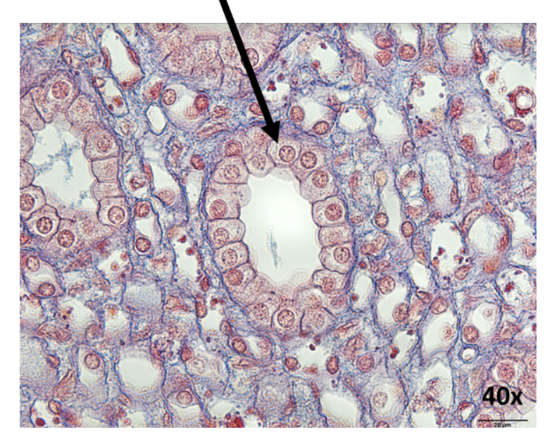 <p>What is this epithelial tissue?</p>