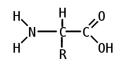 <ul><li><p>carbon in the centre is bonded to</p></li><li><p>amine group -NH2</p></li><li><p>carboxyl group -COOH</p></li><li><p>H</p></li><li><p>R group</p></li></ul>