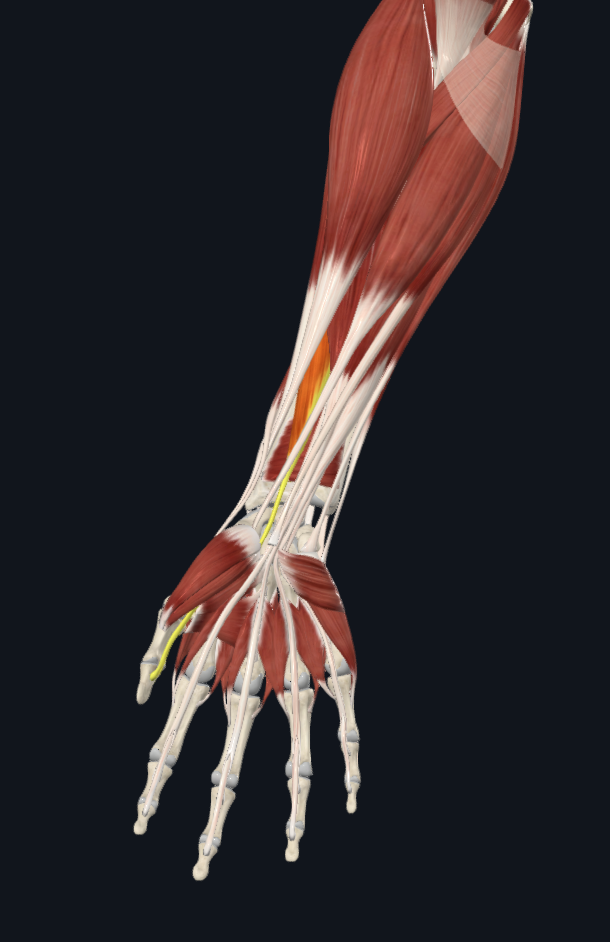 term image