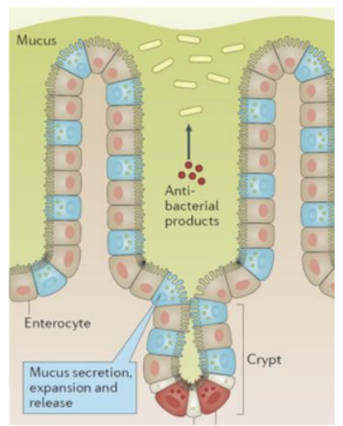 <p><strong>Mucus is a gel-like substance that protects epithelial surfaces.</strong></p><p>• <span style="color: green;"><strong><span>Mucins</span></strong></span><strong> are proteins packed into goblet cell </strong><span style="color: green;"><strong><span>granules </span></strong></span><strong>which</strong> <strong>release <u>mucin monomers,</u> which oligomerise to form the mucus</strong>.</p><p>• Mucins expand to form mucus, in a process that<strong> </strong><span style="color: green;"><strong><span>requires low Ca2+ and increased pH </span></strong></span></p><img src="https://knowt-user-attachments.s3.amazonaws.com/f1ac8189-b2bf-47fc-8919-42704dca6eee.png" data-width="50%" data-align="center"><p></p>