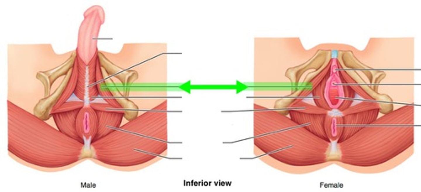 <p>Muscle aiding in erection by compressing blood vessels.</p>