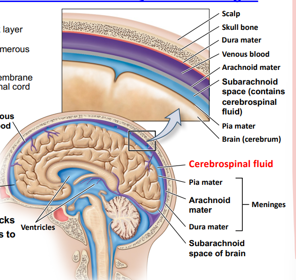 <ul><li><p><span><span>Dura mater- outer thick layer</span></span></p></li><li><p><span><span>Arachnoid mater- numerous connections to inner layer</span></span></p></li><li><p><span><span>Pia mater- inner thin membrane on surface of brain and spinal cord~</span></span></p></li></ul><p></p>