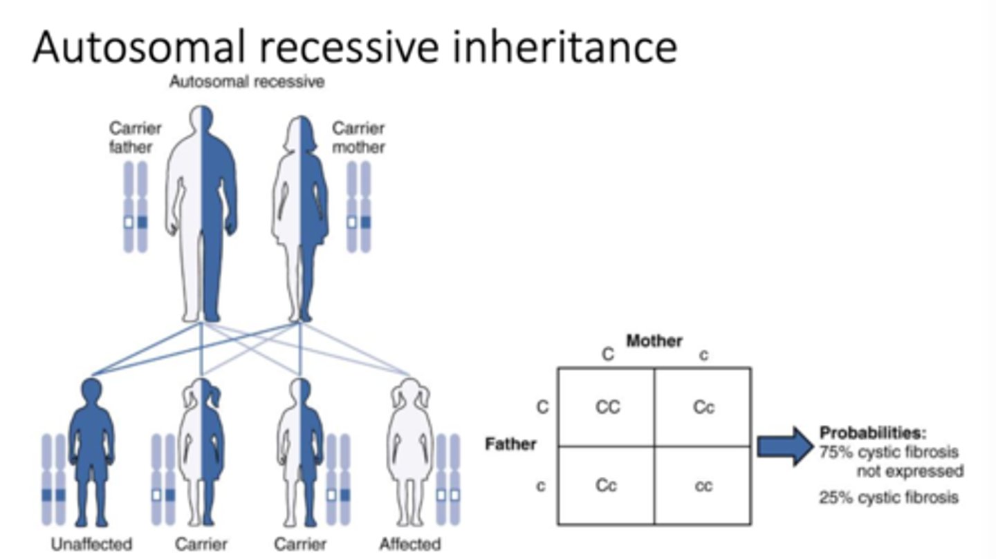 <p>A pattern of inheritance where two recessive alleles are needed for the trait to be expressed.</p>