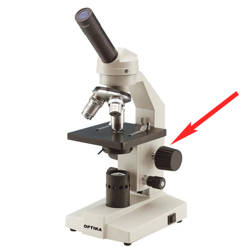 <p>Where is this in the microscope?</p>