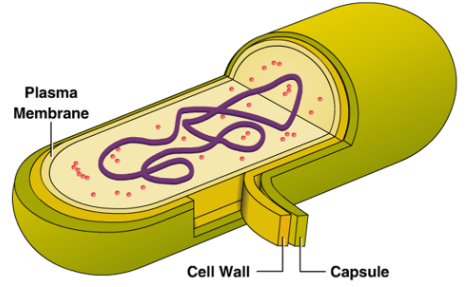 <p>Biomolecules:</p><ul><li><p>proteins + carbohydrates = along cell wall</p></li><li><p>only prokaryotic</p></li></ul><p>Function:</p><ul><li><p>layer on the outside of cell wall that protects cell + stores nutrients</p></li></ul><p></p>