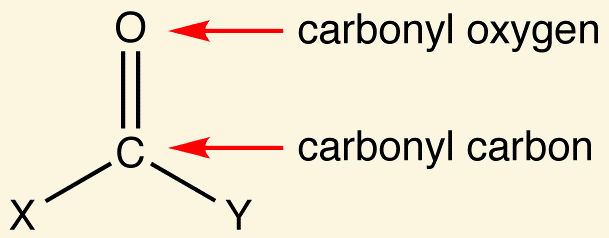 <p>carbonyl group </p>
