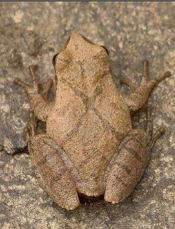 <p><strong>Pseudacris crucifer</strong></p>