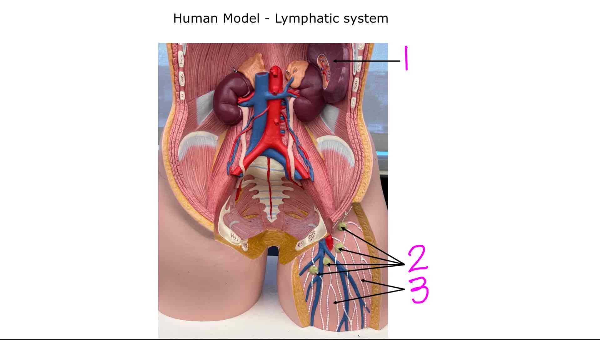 <ol><li><p></p></li><li><p></p></li><li><p></p></li></ol>