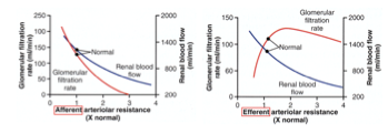<ul><li><p class=""><strong>Pied sur le tuyau</strong>&nbsp;(artériole afférente contractée) :</p><ul><li><p class="">Diminution du débit et de la filtration.</p></li></ul></li><li><p class=""><strong>Doigt sur le bout du tuyau</strong>&nbsp;(artériole efférente contractée) :</p><ul><li><p class="">Diminution du débit sanguin mais&nbsp;<strong>augmentation de la pression de filtration</strong>.</p></li></ul></li></ul><p></p>