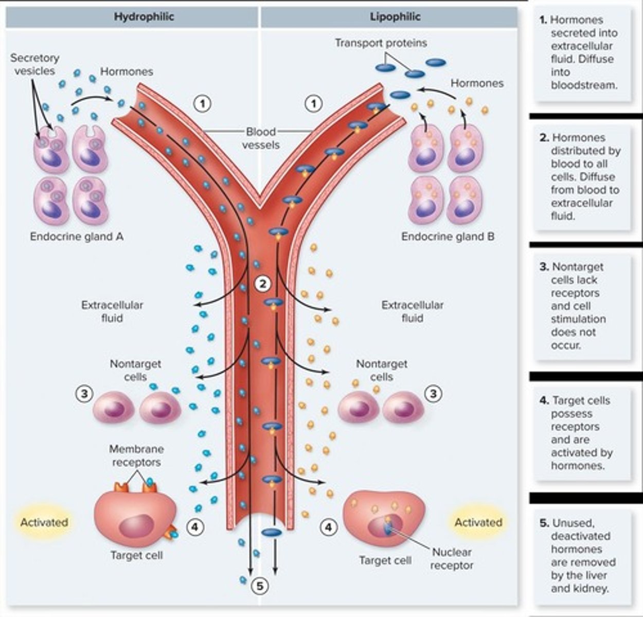 <p>They bind to receptors on the plasma membrane, activating protein kinases that phosphorylate intracellular proteins.</p>