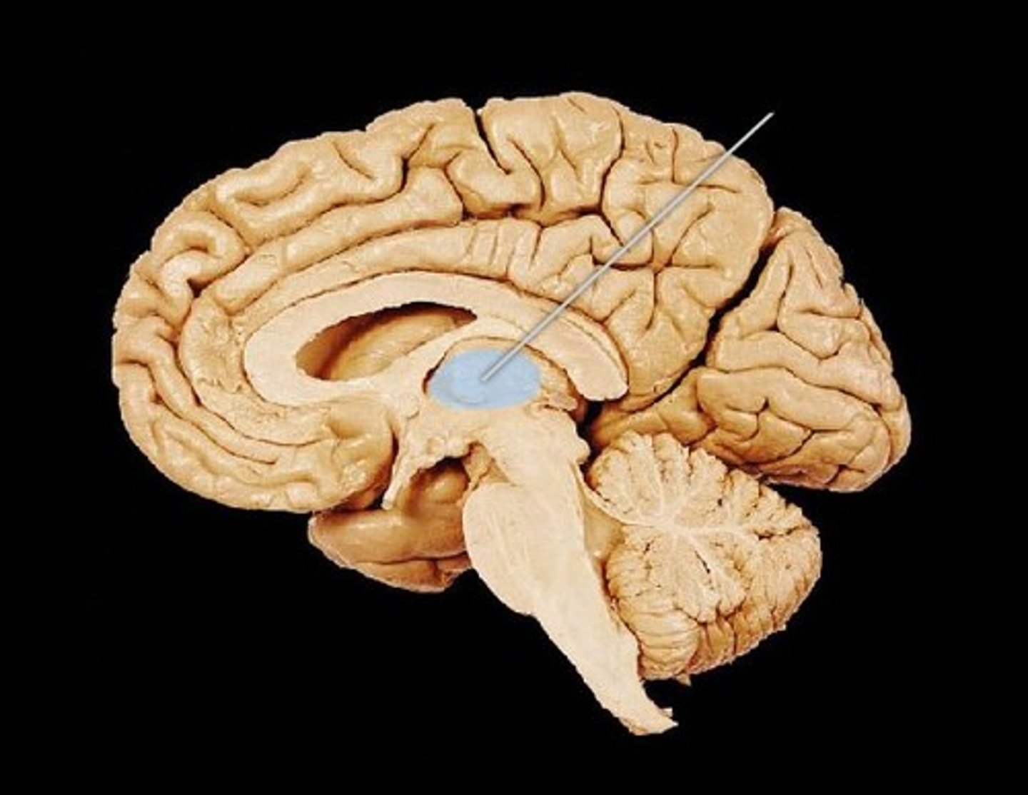 <p>the brain's sensory switchboard, located on top of the brainstem; it directs messages to the sensory receiving areas in the cortex and transmits replies to the cerebellum and medulla</p>