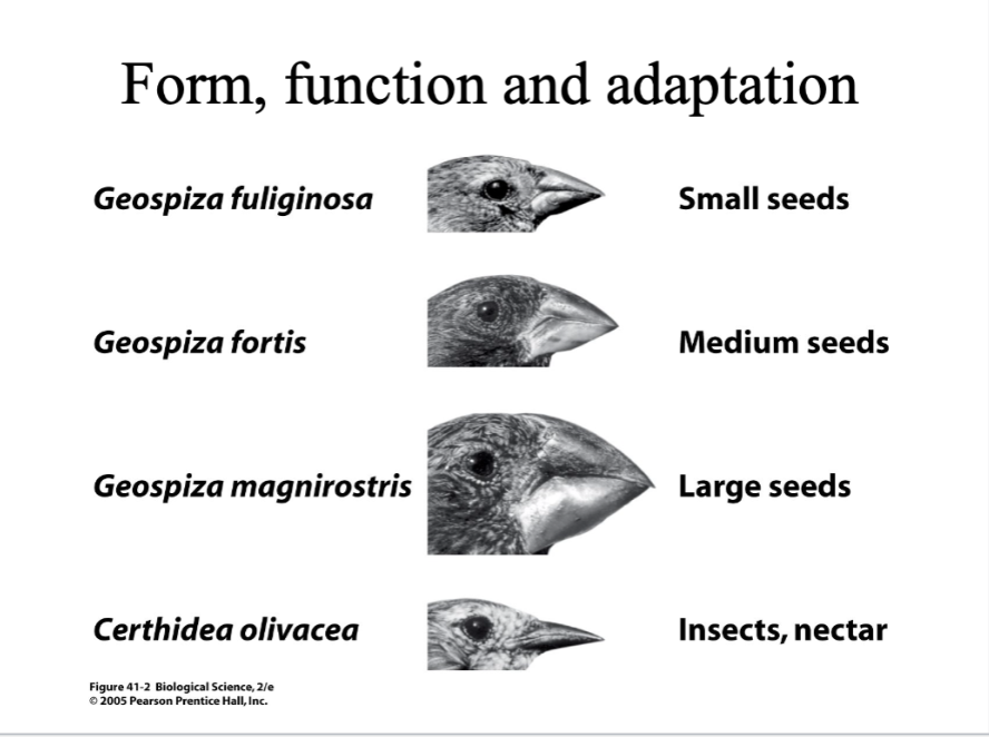 <p><strong>in this case of the finched; adaptations of form which are tied to function. The function is feeding different finch species that have different beak types that were adapted for different types of foods.&nbsp;</strong></p><p></p>