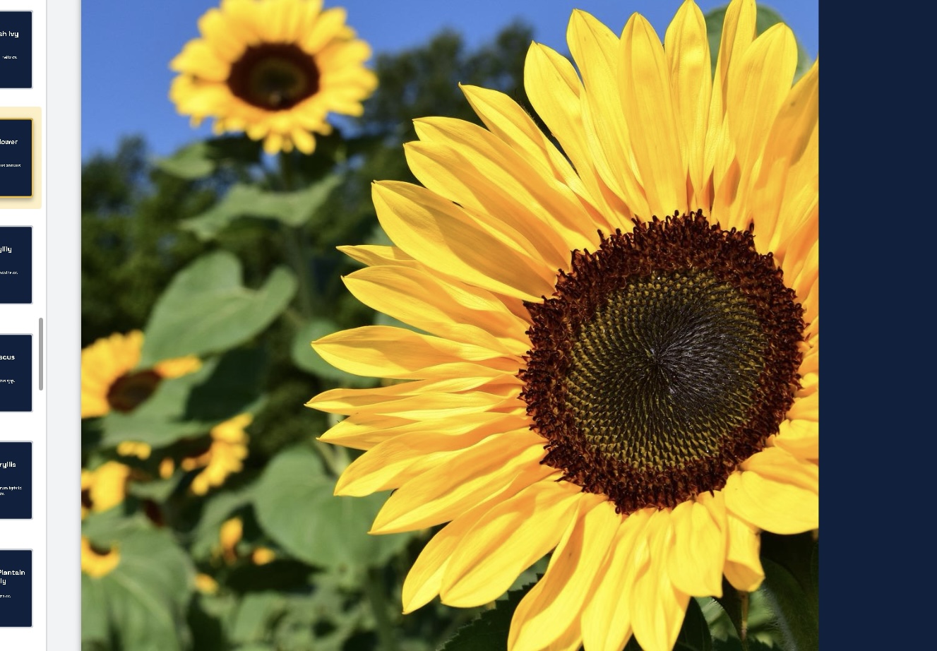 <p>Helianthus annuus </p>