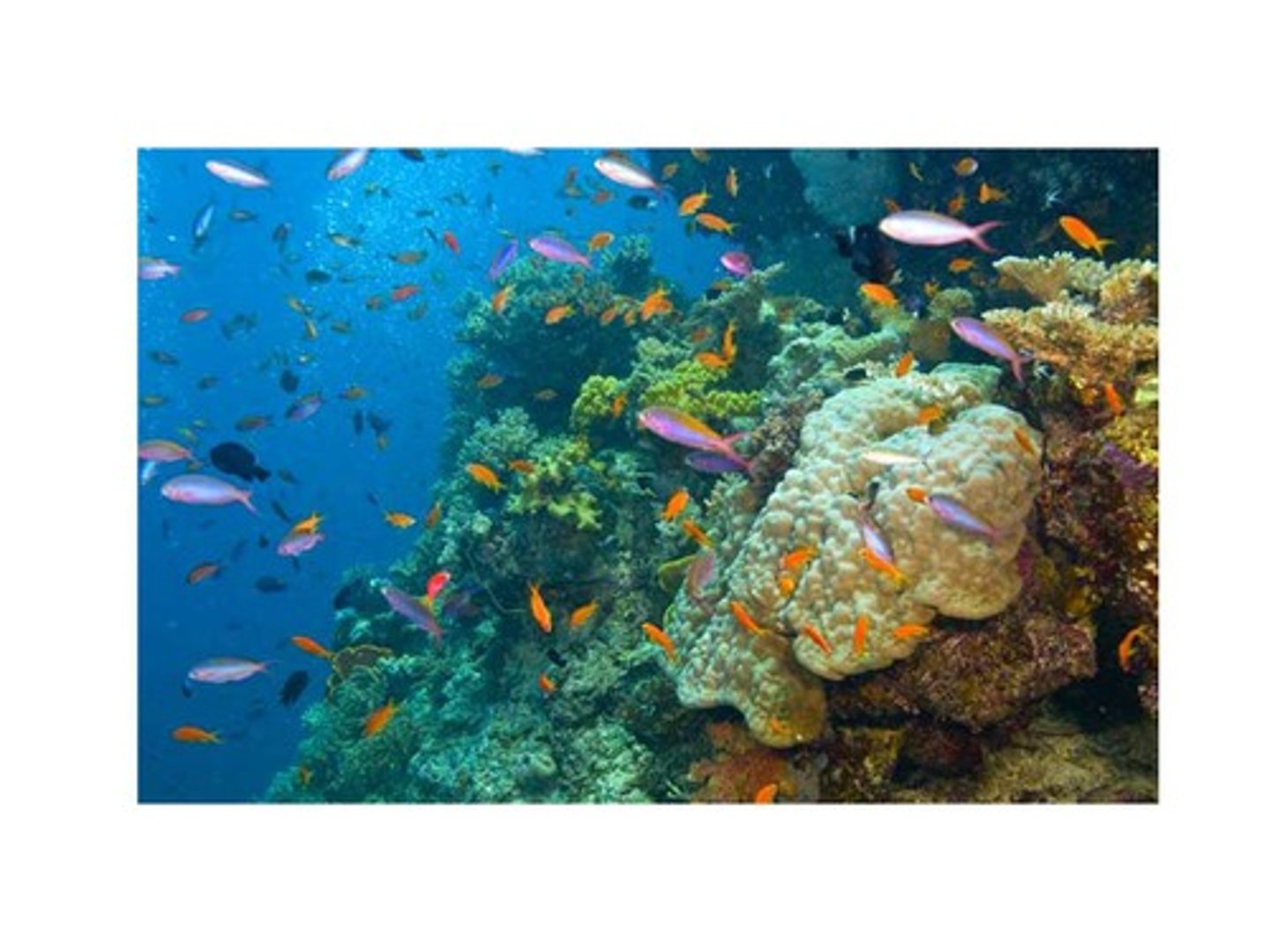 <p>a 1,250-mile chain of more than 2,500 reefs and islands along Australia's northeast coast, containing some 400 species of coral</p>