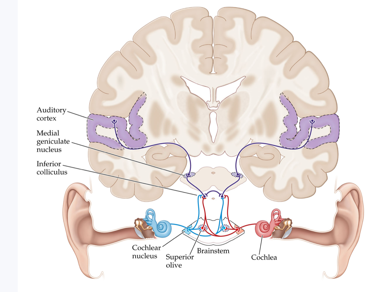 <p><span>Only a few auditory pathways are shown here. Red and blue pathways indicate input from the left and right ears, respectively, and purple indicates integration of input from both ears. Although there are two parallel pathways, information from both ears comes together very early in the auditory system, at the superior olives. Cerebral processing of auditory information begins in the primary auditory cortex, or A1</span></p>