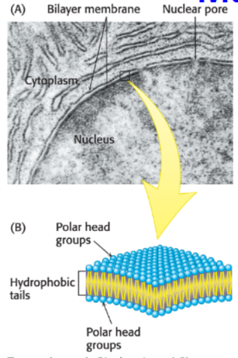 <p>What stabilizes lipid bilayers by burying hydrophobic groups out of contact with water?</p>