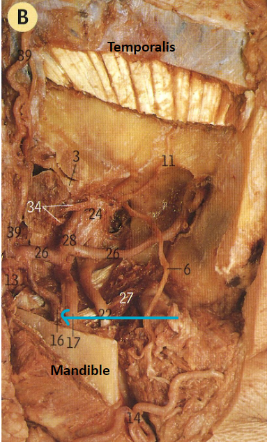 <p>what artery and nerve?</p>