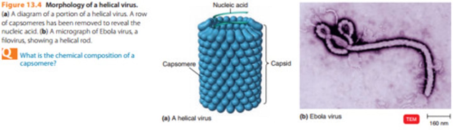 <p>Resemble long rods that may be rigid or flexible. The viral nucleic acid is found within a hollow, cylindrical capsid that has a helical structure. The viruses that cause rabies and Ebola hemorrhagic fever are helical viruses</p>