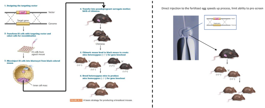 <p>homologous recombination can be used to “swap” a functional copy of the gene out for a “knockout” copy of the gene</p>
