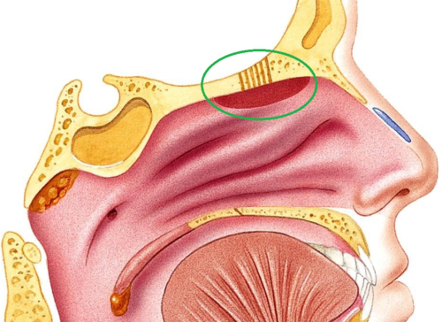 <p>lines the superior nasal cavity and contains smell receptors</p>