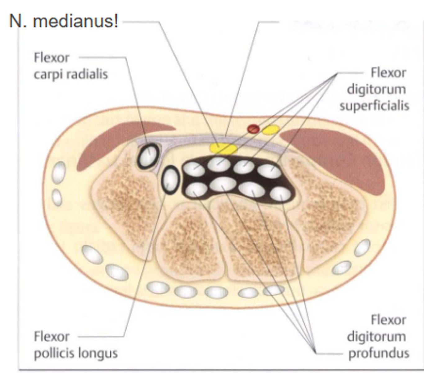 <p>- n. medianus</p><p>- m. flexor carpi radialis (átfúrva a lig. transversumot)</p><p>- m. flexor digitorum superficialis > PIP flexió, tapintható</p><p>- m. flexor digitorum profundus > DIP flexió, nem tap.</p><p>- m. flexor pollicis longus</p>