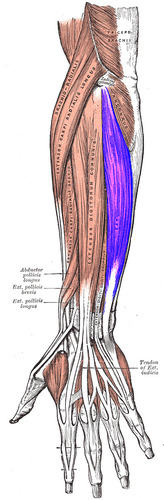 base of 5th metacarpal bone, ulnar side