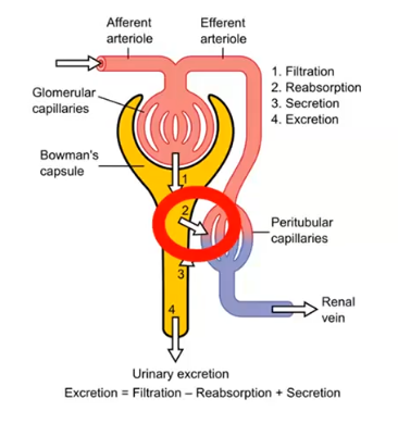 <p>passive reabsorption</p>