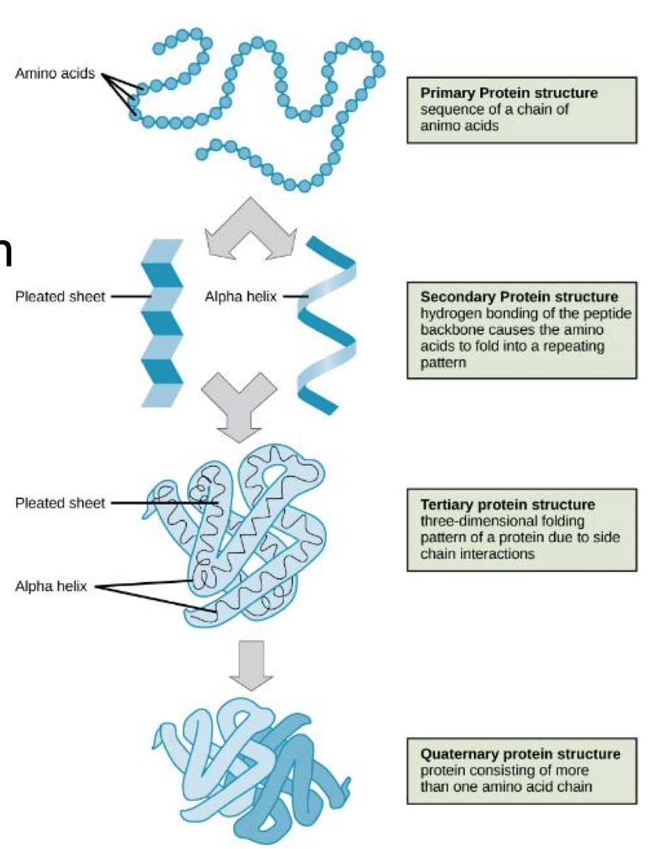 <ol><li><p>Primary: sequence of amino acids</p></li><li><p>Secondary: folding of polypeptide</p></li><li><p>Tertiary: 3D polypeptide structure</p></li><li><p>Quaternary: interaction between polypeptides</p></li></ol>