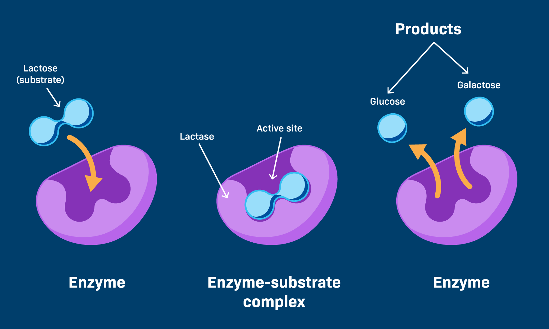 <p>Control metabolic processes by functioning at catalysts. It uses a active site. </p>