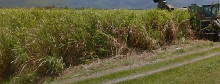 <p>Sugar Cane</p>