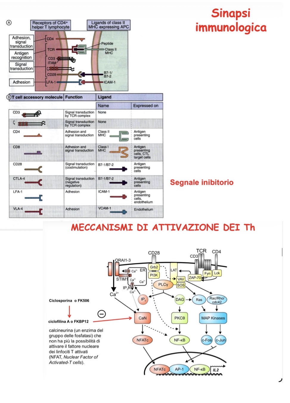 <p>Indica il complesso delle molecole sulle superfici dei linfociti T e dell’APC coinvolte nell’attivazione linfocitaria.</p><p>Nel linfocita Th sono:</p><ul><li><p>TCR</p></li><li><p>CD28</p></li><li><p>CD4 (corecettore)</p></li><li><p>LFA1 (molecola di adesione)</p></li></ul><p>Nel APC:</p><ul><li><p>MHC-peptide</p></li><li><p>CD80/86</p></li><li><p>ICAM1</p></li></ul><p>Attraverso questi fattori si innesca una cascata stimolarla che si riassume in 3 vie che coincidono con l’attivazione di:</p><ul><li><p>calcineurina</p></li><li><p>Protein chinasi C</p></li><li><p>Map chinasi</p></li></ul><p>Ovvero molecole segnalatorie che innescano l’attivazione di fattori di trascrizione (NFATc, NF-kB, c-Fos e c-Jun) che traslocano nel nucleo ed hanno come bersagli i promotori di citochine</p><p></p>